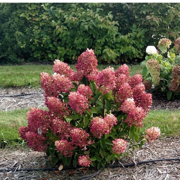 French Manicure™ Panicle Hydrangea (Hydrangea paniculata 'Bailpantwo' PPAF) growing in a garden landscape, showing mature shrub form.