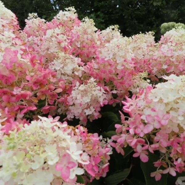 French Manicure™ Panicle Hydrangea (Hydrangea paniculata 'Bailpantwo' PPAF), a shrub featuring red, pink, white flowers and deciduous.