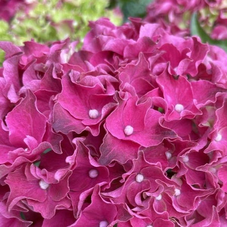 Frill Ride™ Bigleaf Hydrangea - Nature Hills Nursery - #2 Container -
