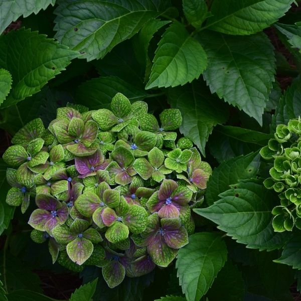 Froggie™ Bigleaf Hydrangea - Nature Hills Nursery - #2 Container -
