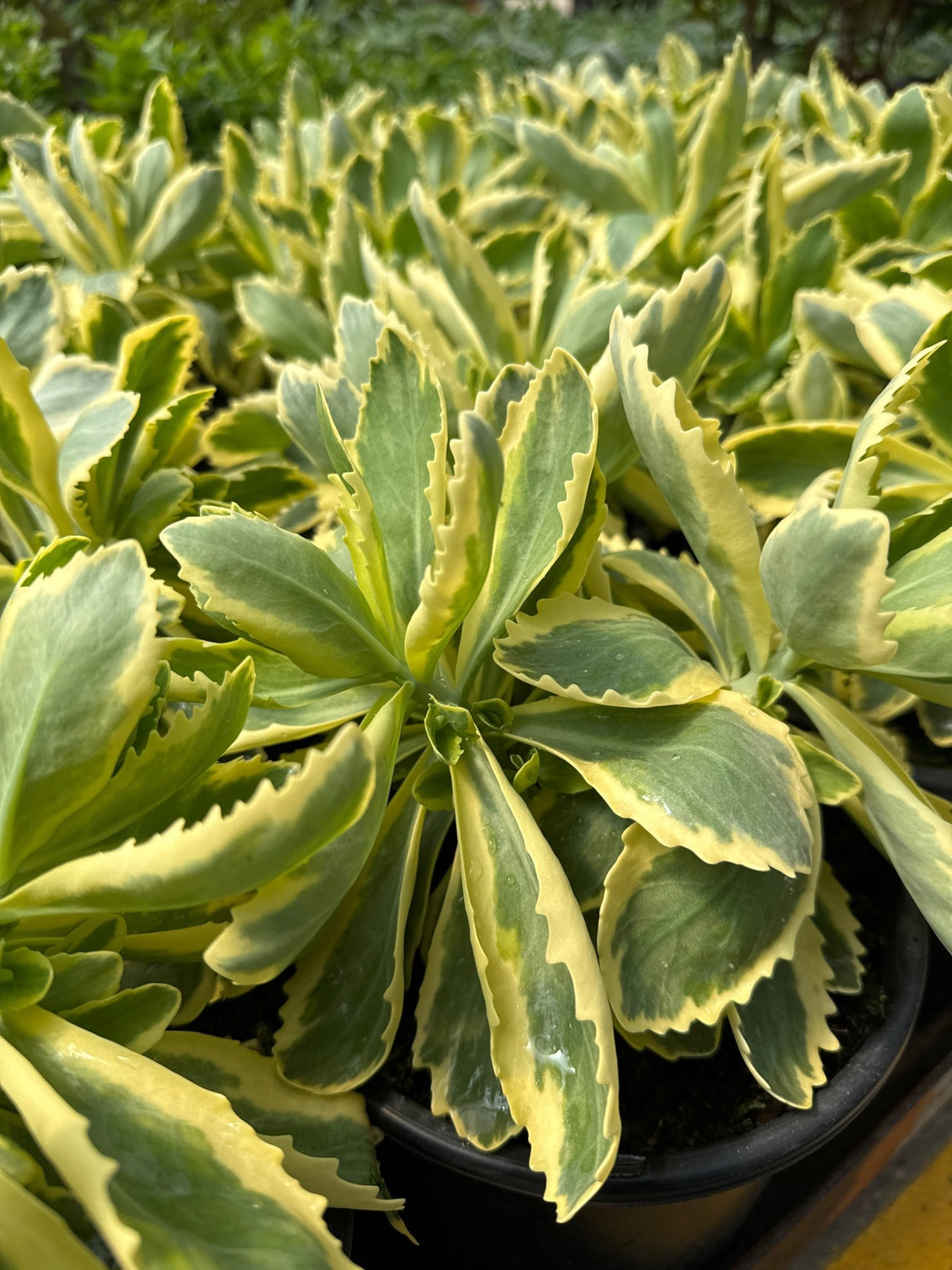 Frosted Fire Sedum displays thick succulent leaves with creamy yellow margins and blue-green centers in nursery containers, showing the compact.