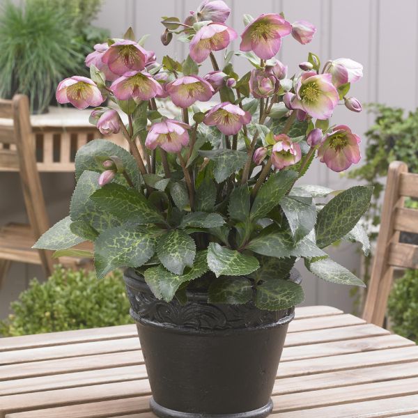 FrostKiss™ Dorothy's Dawn® Lenten Rose (Helleborus x 'EPB 29' PP28,010), a perennial featuring pink flowers and broad-leaved evergreen.