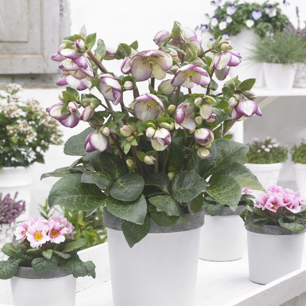 FrostKiss® Glenda's Gloss® Lenten Rose (Helleborus x 'EPB 25' PP28,008), a perennial featuring white, pink flowers and broad-leaved evergreen.