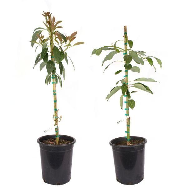 Fuerte & Hass Avocado Tree Combo - Nature Hills Nursery - #5 Container 2 Pack -