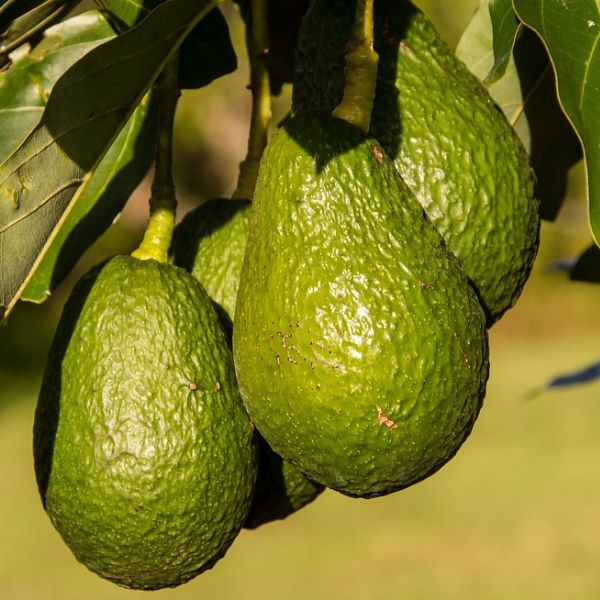 Fuerte & Hass Avocado Tree Combo - Nature Hills Nursery - #5 Container 2 Pack -