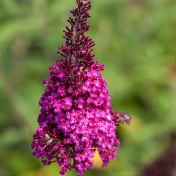 First Editions® Funky Fuchsia™ Butterfly Bush