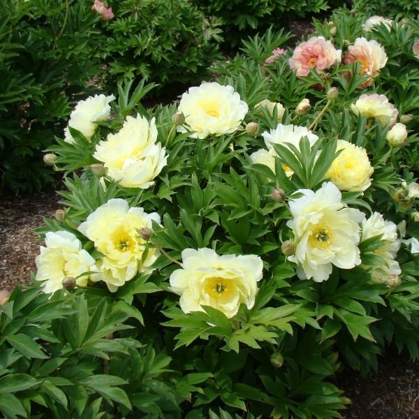 Garden Candy™ Pineapple Fizz™ Itoh Peony (Paeonia x 'Smithopus4') growing in a garden landscape, showing mature perennial form.