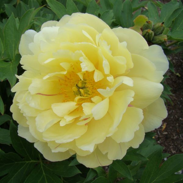 Garden Candy™ Pineapple Fizz™ Itoh Peony (Paeonia x 'Smithopus4'), a perennial featuring yellow flowers and perennial.