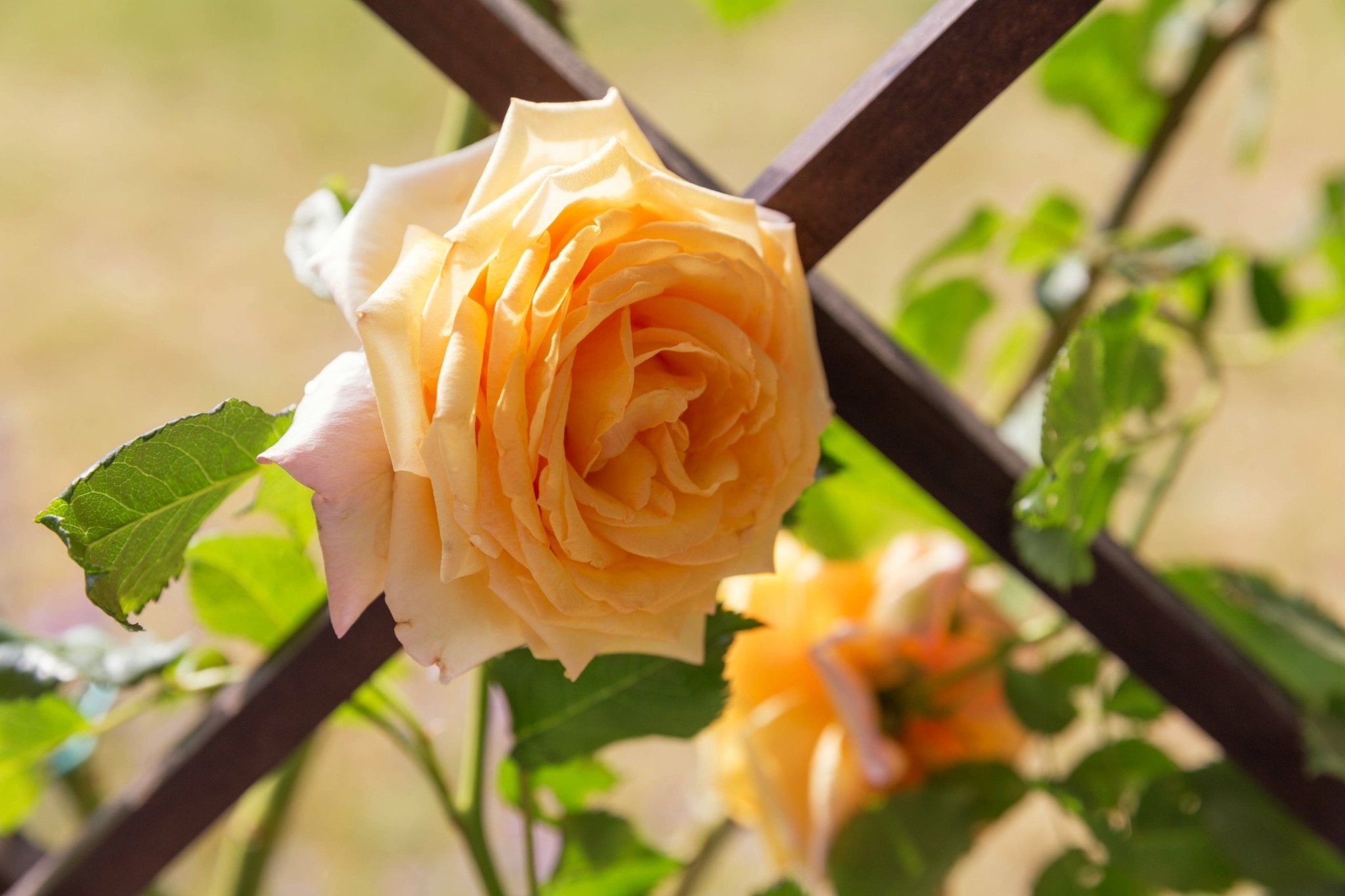 Garden Sun™ Climbing Rose - Bush - Nature Hills Nursery - 2 Container -