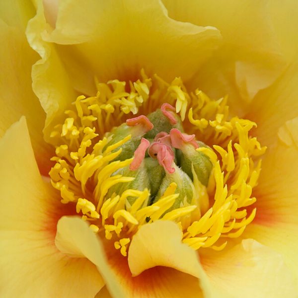 Garden Treasure Peony - Perennial - Nature Hills Nursery -