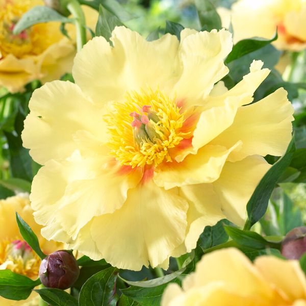 Garden Treasure Peony - Perennial - Nature Hills Nursery -