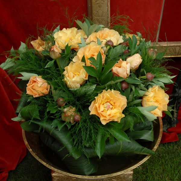 Garden Treasure Peony - Perennial - Nature Hills Nursery -