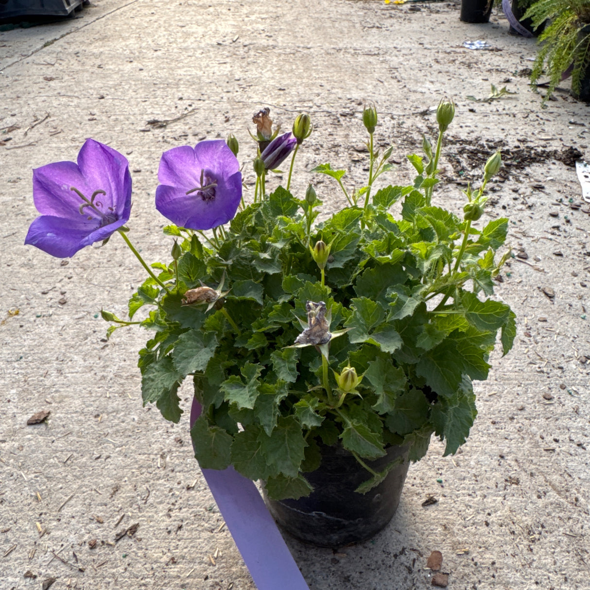 A potted plant with vibrant purple bell-shaped flowers and green foliage sits in a