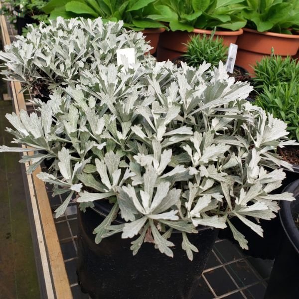 GardenGhost® Artemisia (Artemisia ludoviciana 'G19123') growing in a garden landscape, showing mature perennial form.