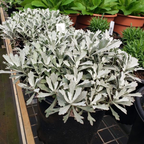 GardenGhost® Artemisia