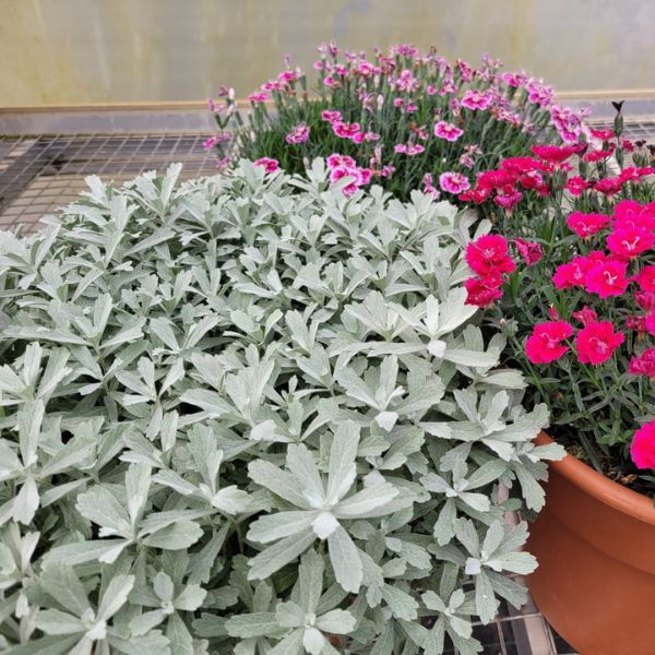 GardenGhost® Artemisia