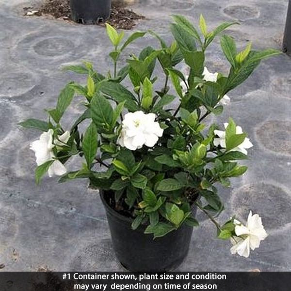 Close-up of white gardenia flowers on August Beauty Gardenia.