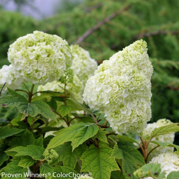 Gatsby Moon® Oakleaf hydrangea - Bush - Nature Hills Nursery - 3 Container -