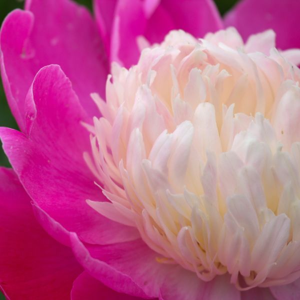 Gay Paree Peony Bloom