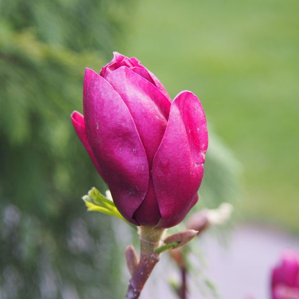 Close-up of purple, red magnolia flowers on Genie Magnolia Tree blooming in early spring to late spring.