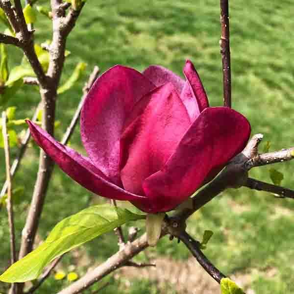 Deciduous foliage of Genie Magnolia Tree (Magnolia x 'Genie') in a garden setting.