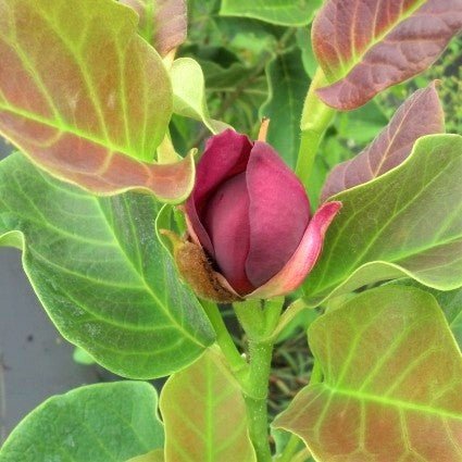 Genie Magnolia Tree (Magnolia x 'Genie') growing in a garden landscape, showing mature tree form.