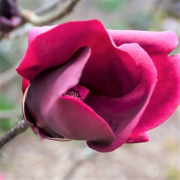 Genie Magnolia Tree (Magnolia x 'Genie'), a tree featuring purple, red flowers and deciduous.