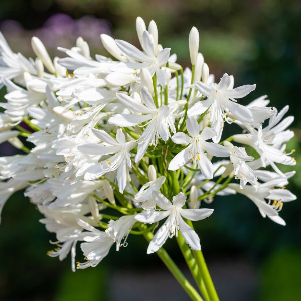Getty White Lily of the Nile (Agapanthus africanus 'Getty White'), a perennial featuring white flowers and perennial.