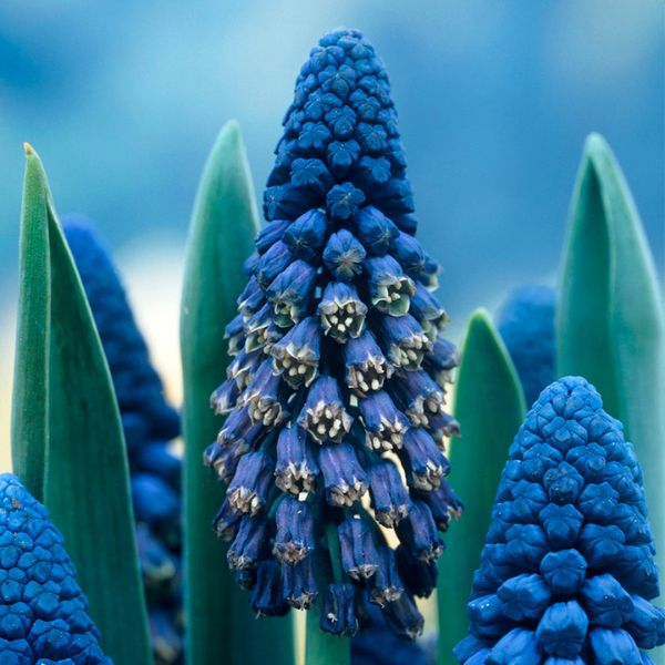 Giant Cobalt Blue Grape Hyacinth Close Up