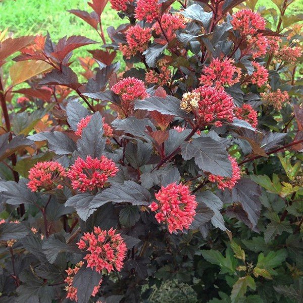 Proven Winners® Color Choice® Ginger Wine® Ninebark