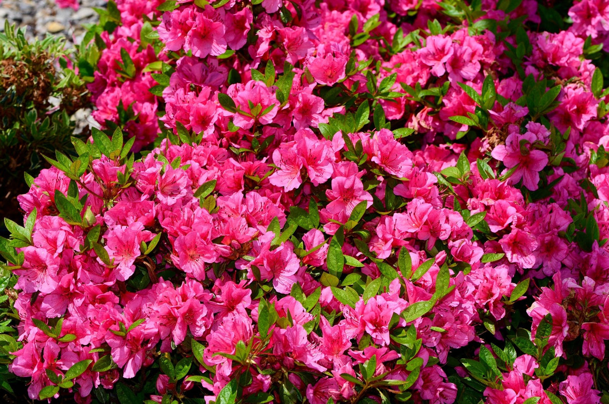 Girard's Renee Michelle Evergreen Azalea - Bush - Nature Hills Nursery - 3 Container -