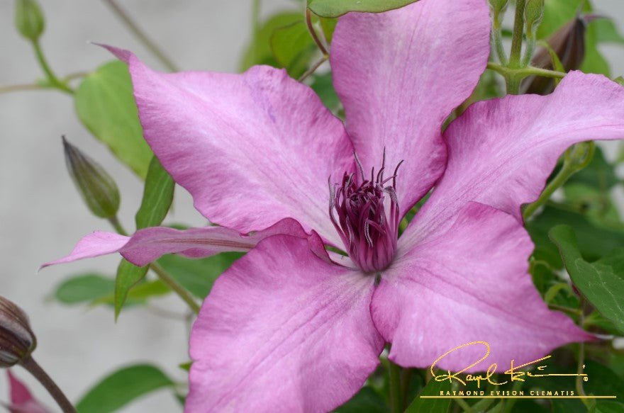 Giselle™ Clematis