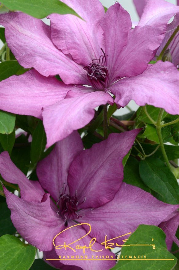 Giselle™ Clematis