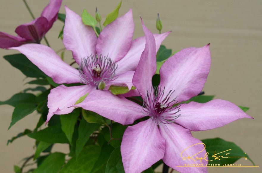 Giselle™ Clematis