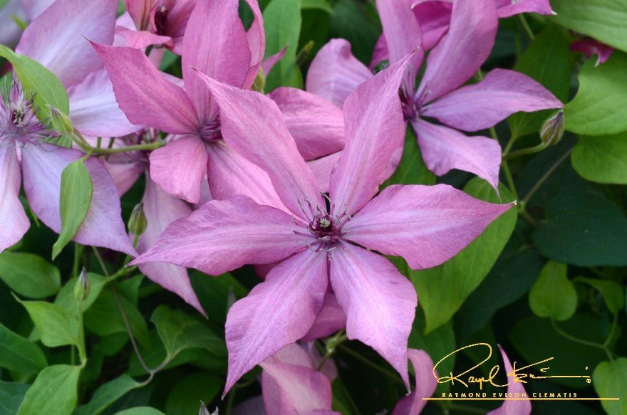 Giselle™ Clematis