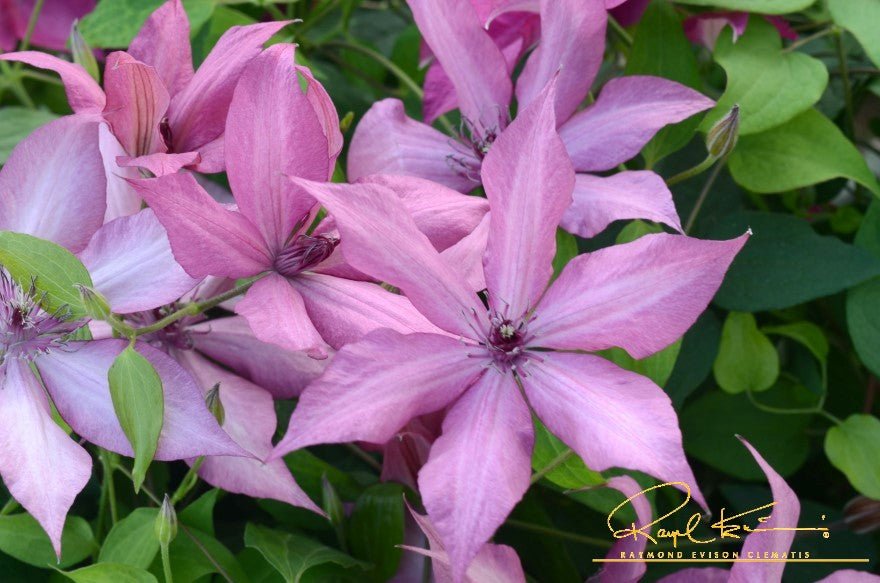 Giselle™ Clematis