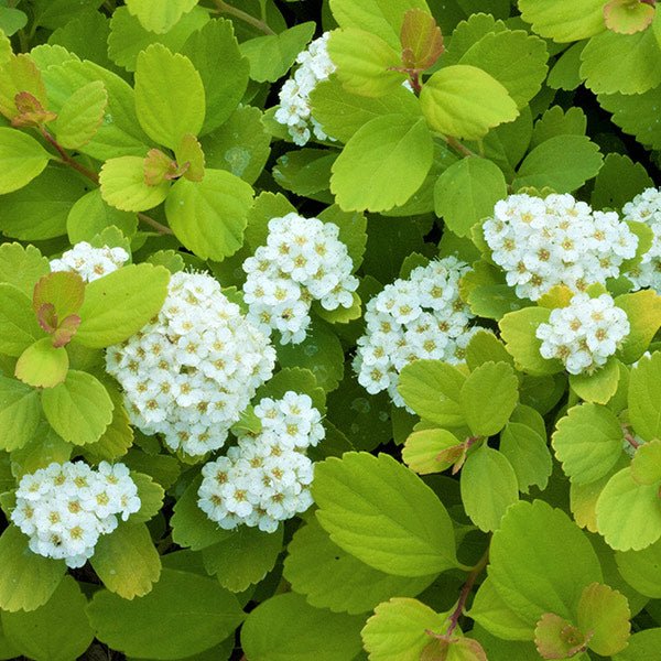 Close-up of white glow flowers on Glow Girl® Spirea blooming in late spring to early summer to late summer.