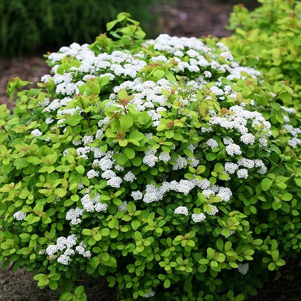Glow Girl® Spirea (Glow Girl Spiraea betulifolia 'Tor Gold'), a shrub featuring white flowers and deciduous.