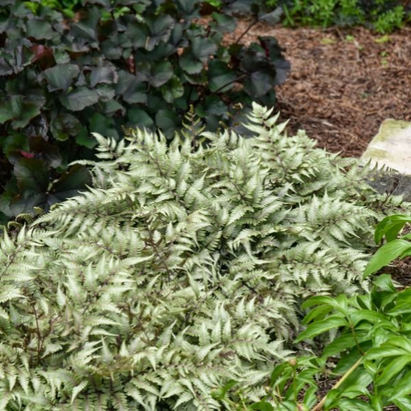 Godzilla Japanese Painted Fern (Athyrium 'Godzilla'), a perennial featuring perennial and clumping form.