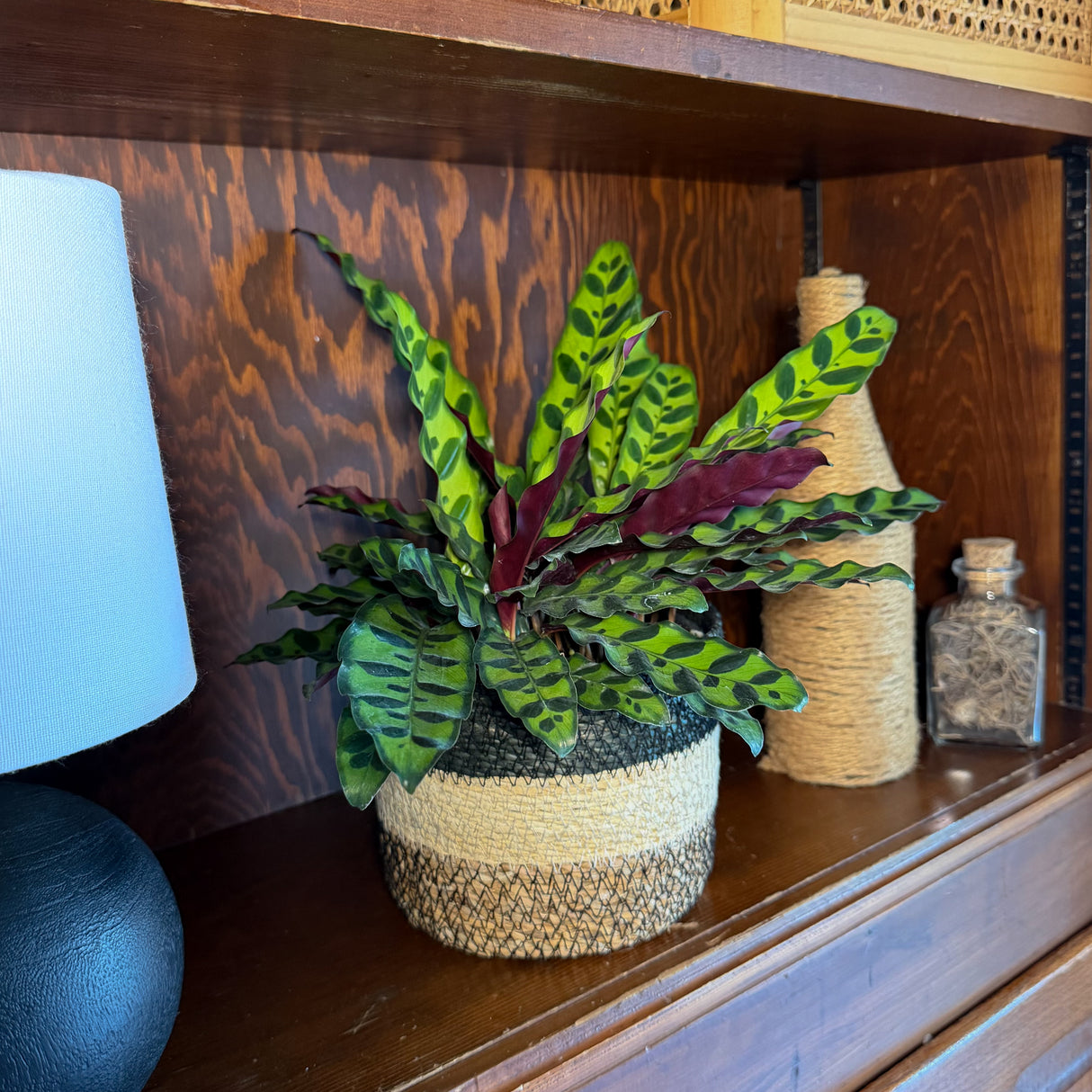 Goeppertia Insignis Rattlesnake Plant in a 6 inch pot