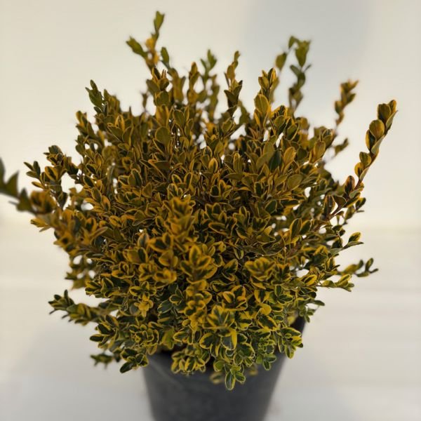 Gold Gem Boxwood shrub with dense golden-green variegated foliage growing in a black nursery container.