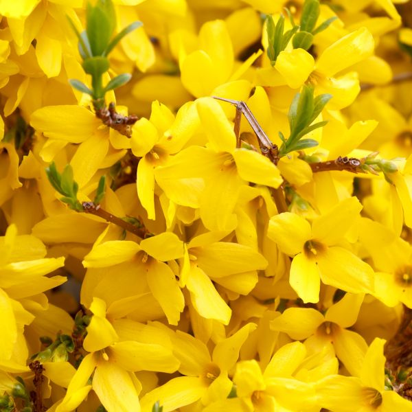Close-up of yellow forsythia flowers on Gold Tide® Forsythia blooming in early spring.