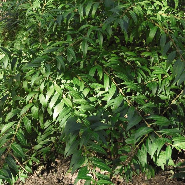 Deciduous foliage of Gold Tide® Forsythia (Forsythia 'Courtasol') in a garden setting.