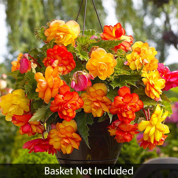 Golden Balcony Begonia
