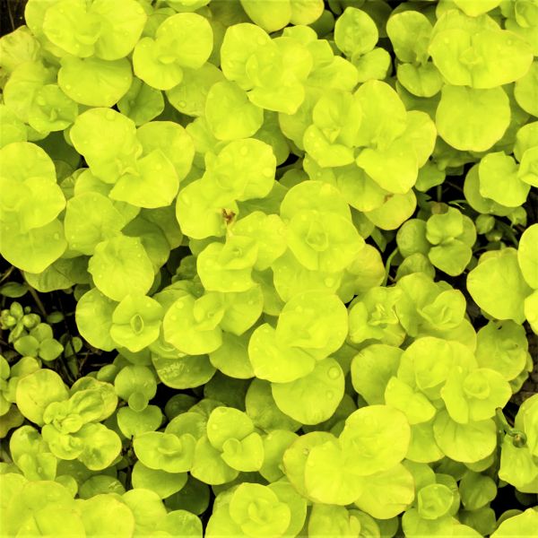 Close-up of yellow lysimachia flowers on Golden Creeping Jenny blooming in late spring to early summer.