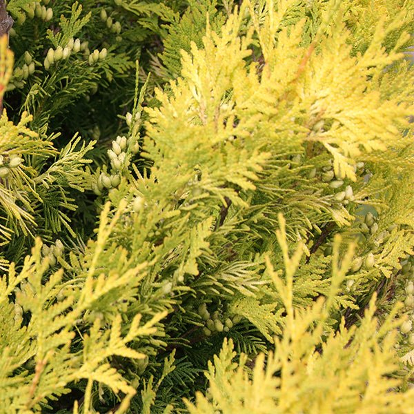 Evergreen foliage of Golden Hinoki False Cypress (Chamaecyparis obtusa 'Crippsii') in a garden setting.