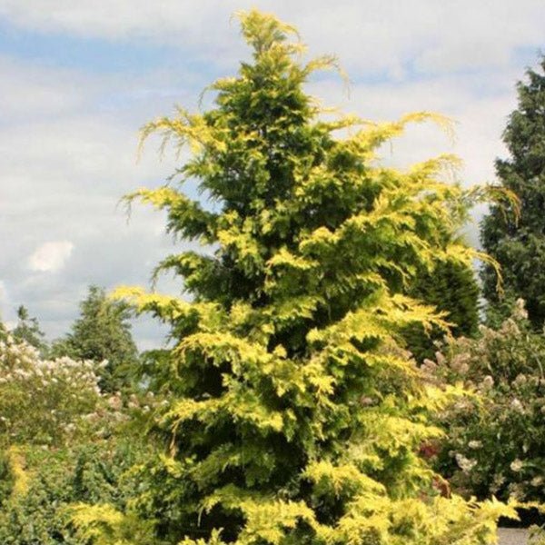Golden Hinoki False Cypress (Chamaecyparis obtusa 'Crippsii'), a tree featuring evergreen and dense, erect form.