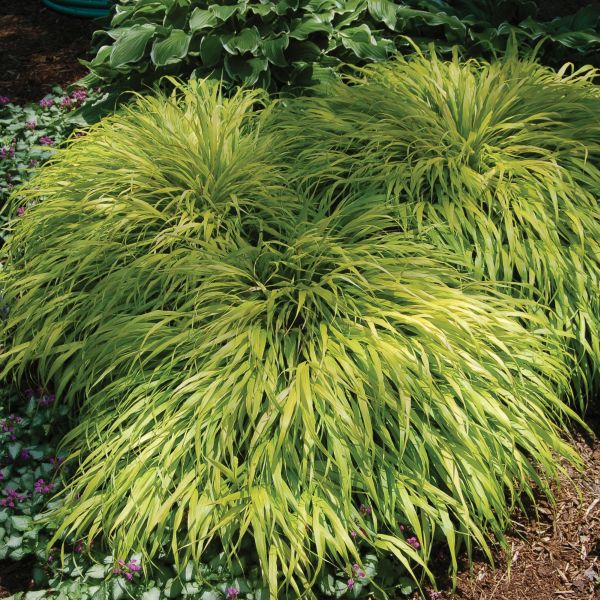 All Gold Japanese Forest Grass (Hakonechloa macra 'All Gold'), a perennial featuring perennial and arching, cascading form.