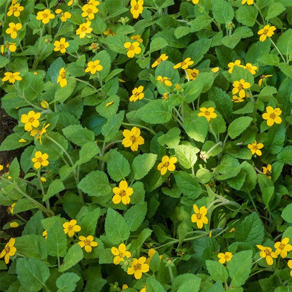Close-up of yellow chrysogonum flowers on Golden Star.