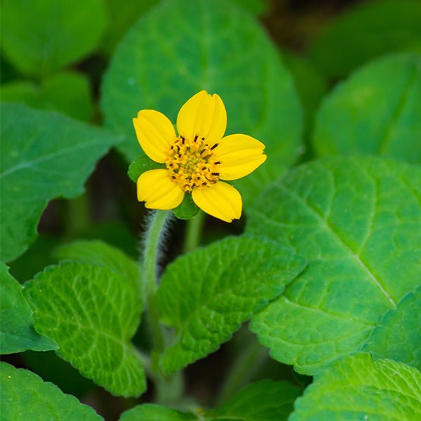 Golden Star (Chrysogonum virginianum), a perennial featuring yellow flowers and perennial.